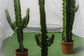Euphorbia Eritrea